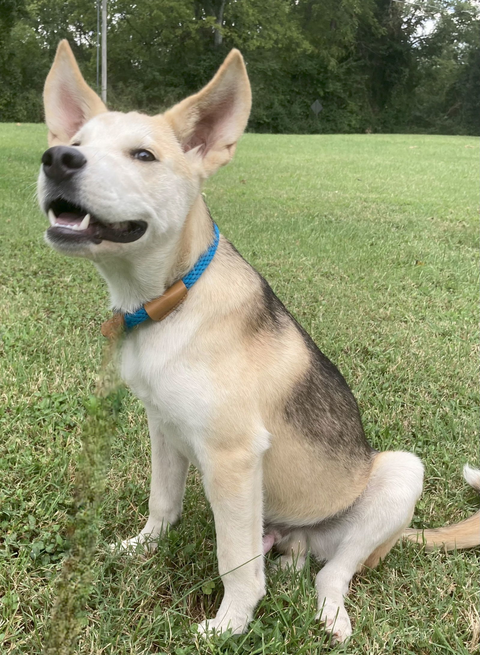 PUPPY WHEELER