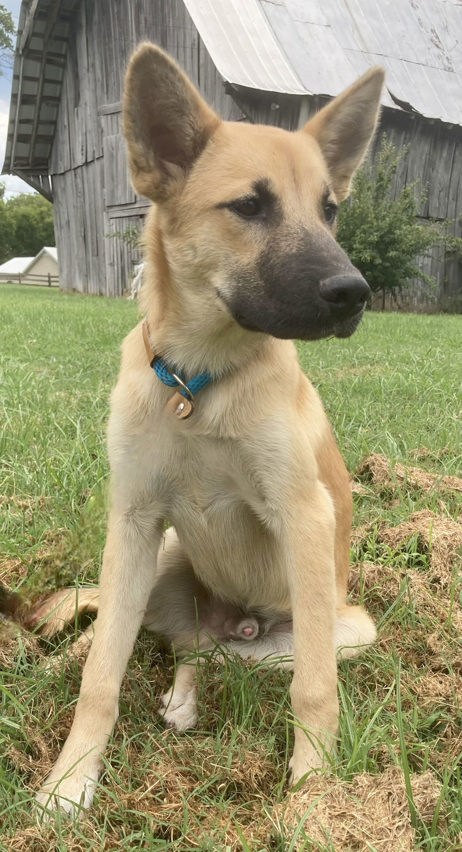 PUPPY RUMBLE