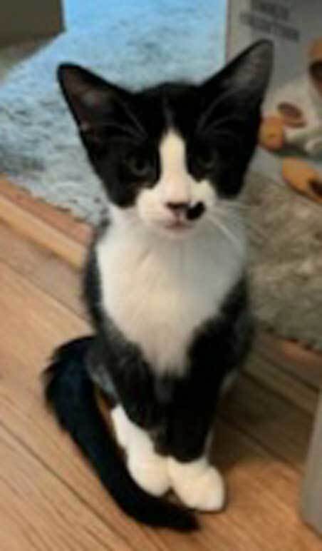 KITTEN PRINCEY SPOT