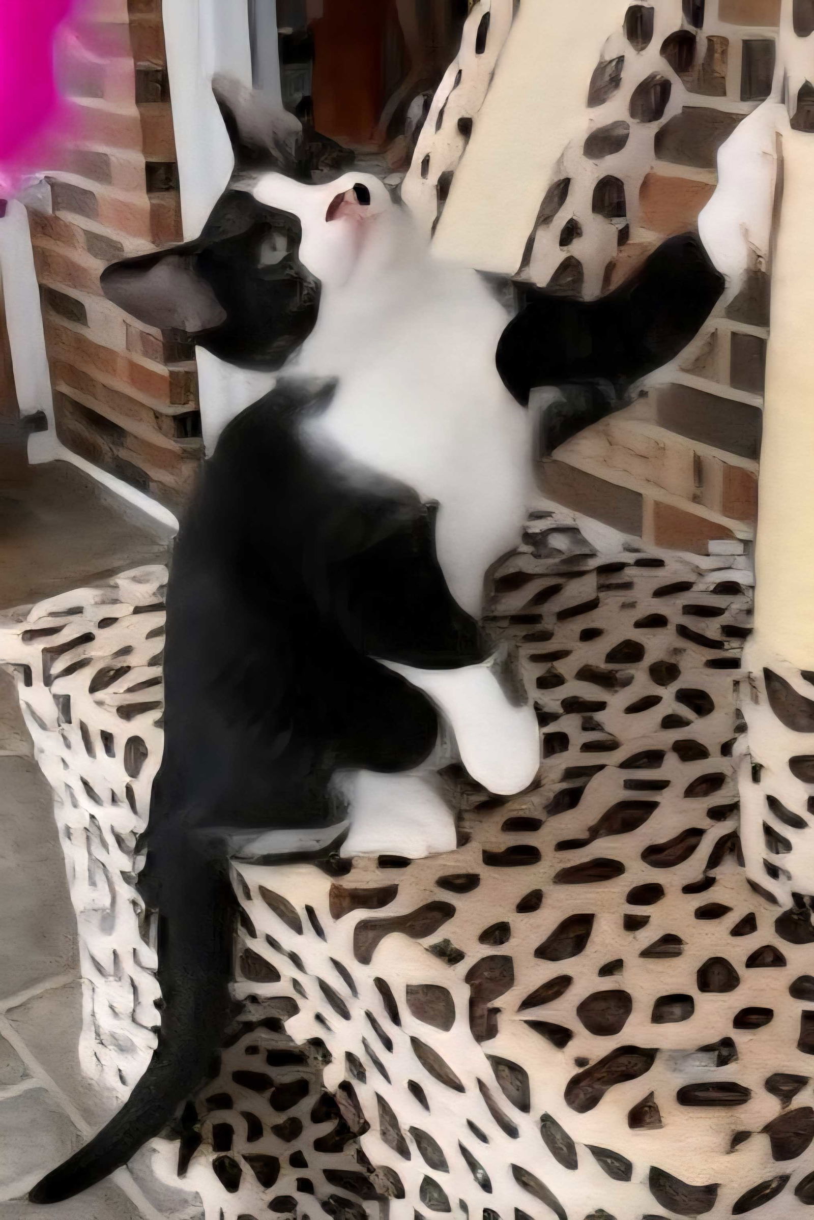 KITTEN PRINCEY SPOT