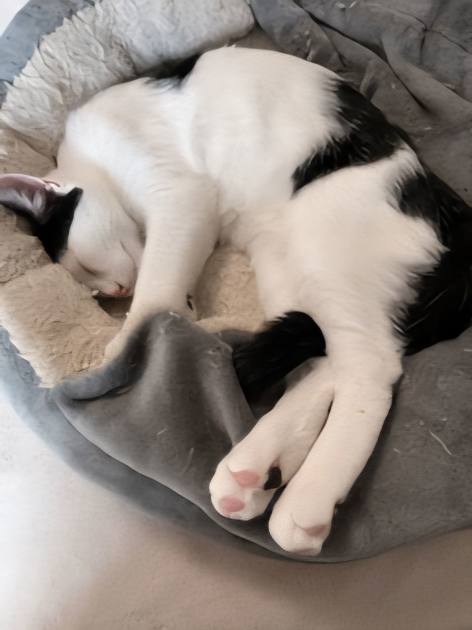 KITTEN BANDIT