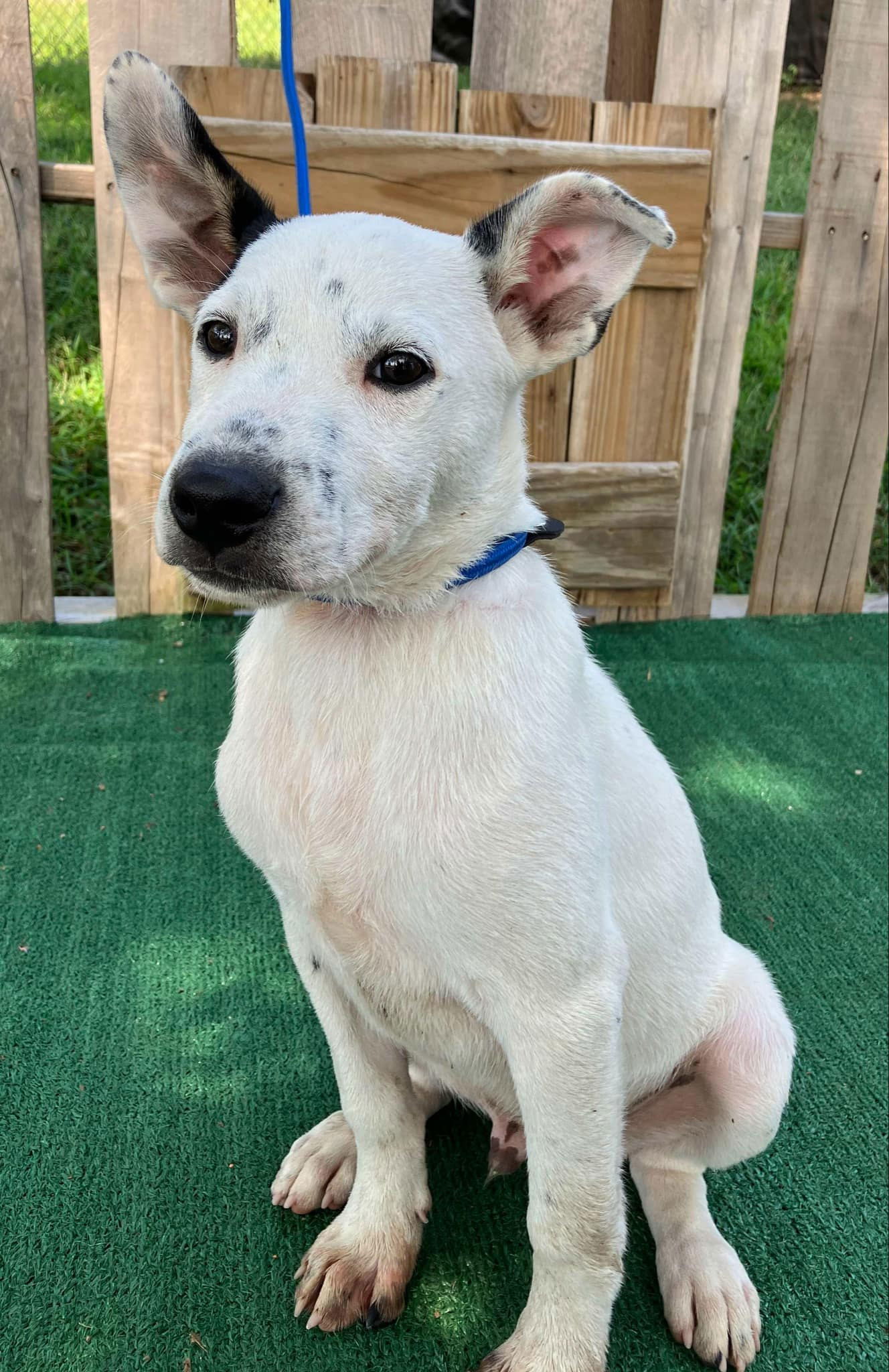 PUPPY TINY TIM HEELER