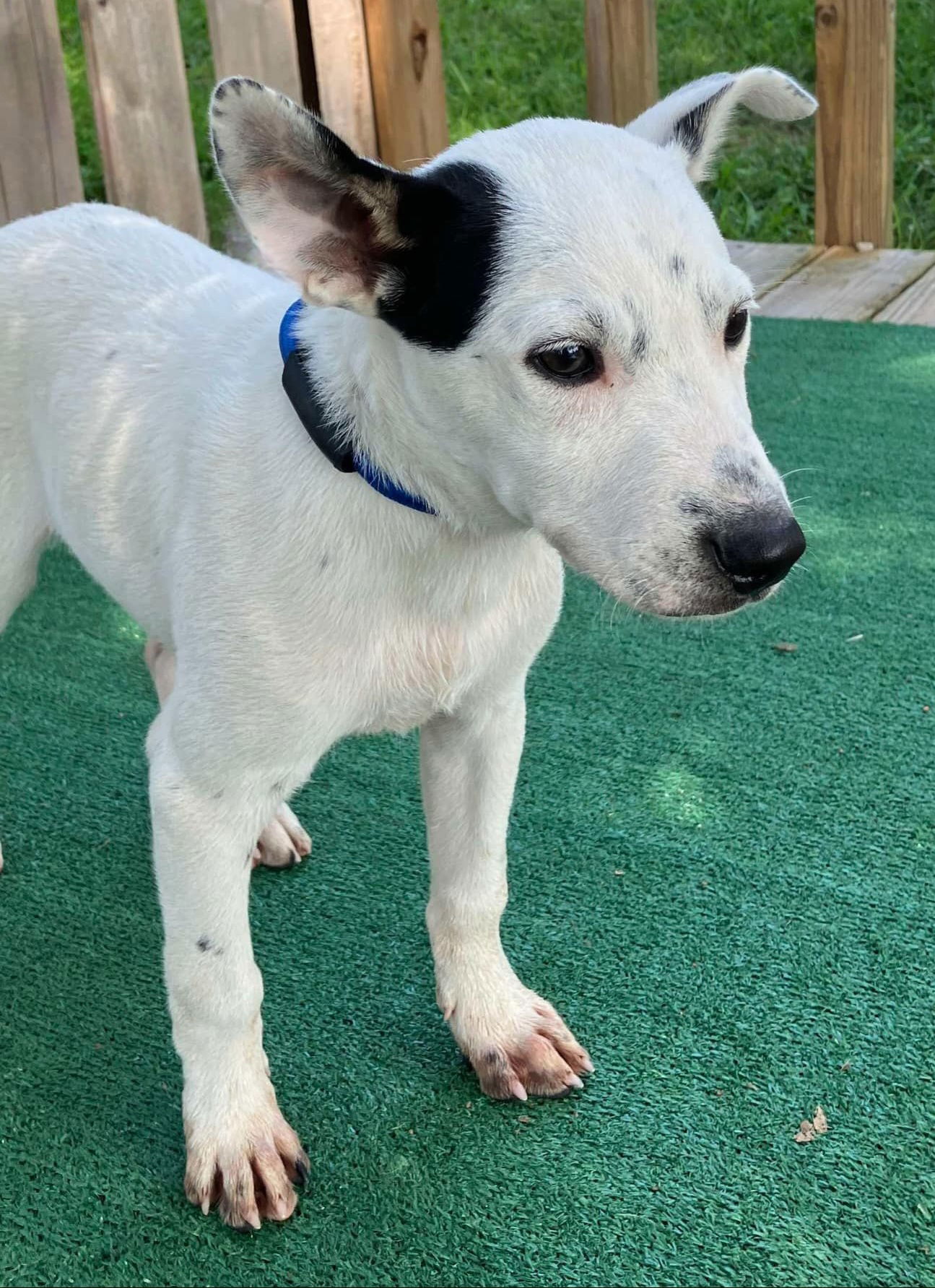 PUPPY TINY TIM HEELER