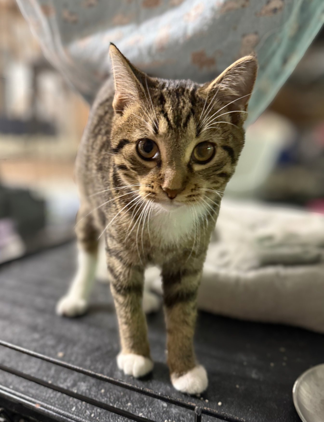Timber, an adoptable Domestic Short Hair, Tabby in Traverse City, MI, 49686 | Photo Image 1