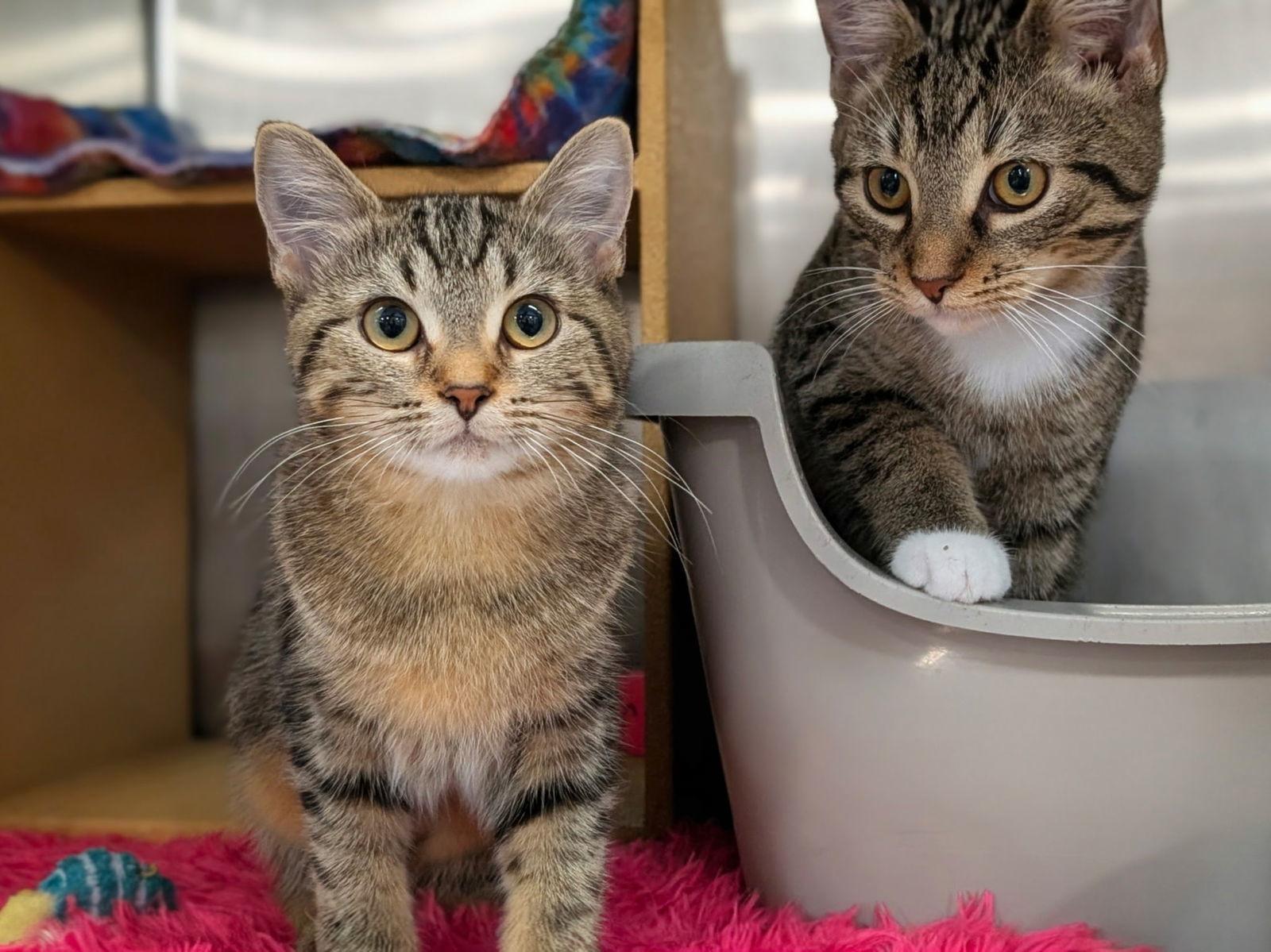 Timber, an adoptable Domestic Short Hair, Tabby in Traverse City, MI, 49686 | Photo Image 2