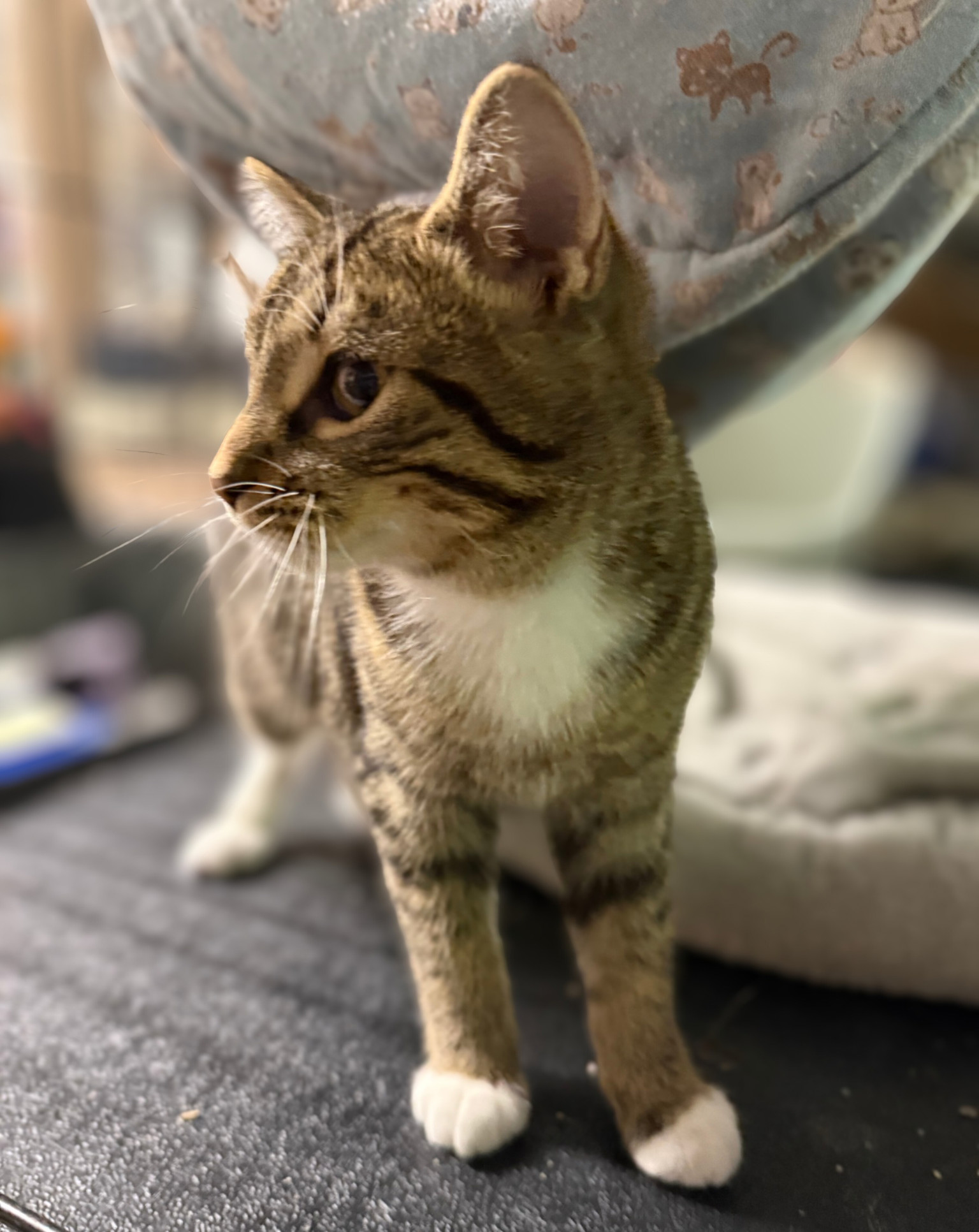 Timber, an adoptable Domestic Short Hair, Tabby in Traverse City, MI, 49686 | Photo Image 3