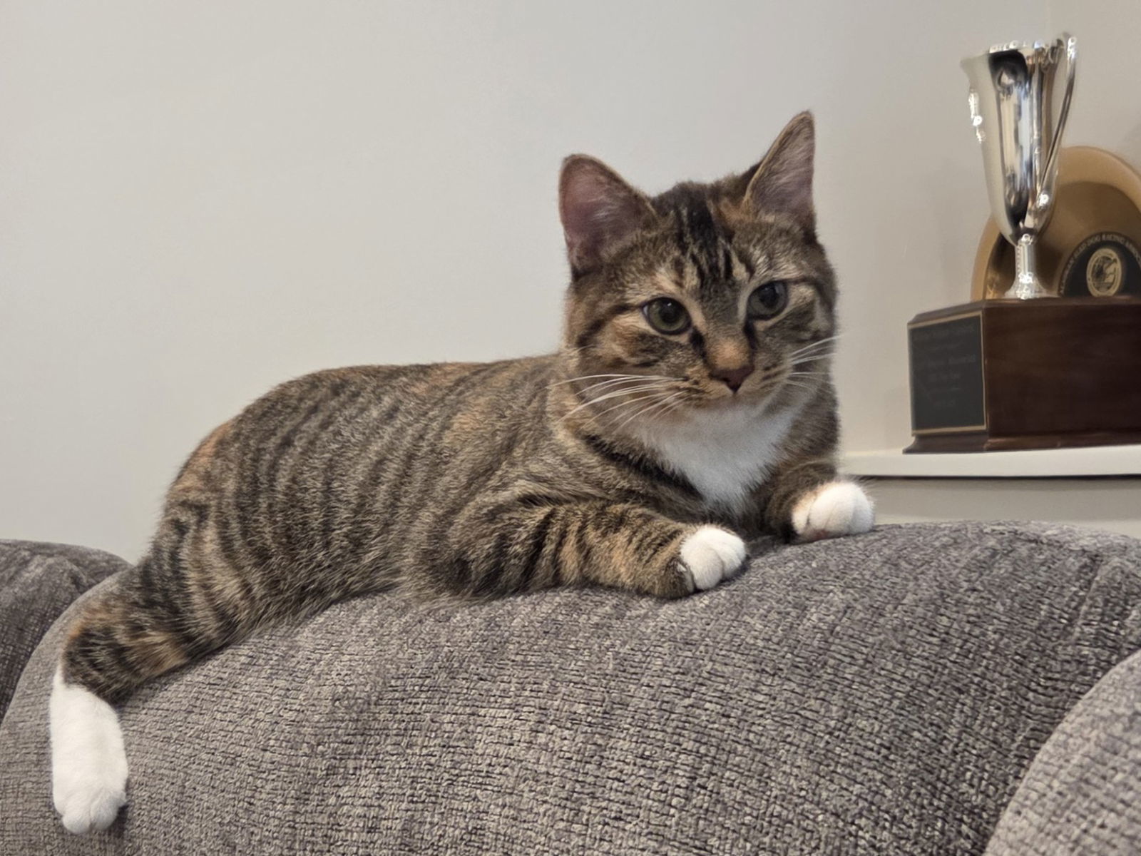 Ruby, an adoptable Domestic Short Hair, Tabby in Traverse City, MI, 49686 | Photo Image 2