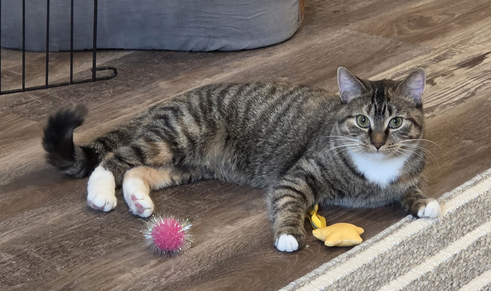 Ruby, an adoptable Domestic Short Hair, Tabby in Traverse City, MI, 49686 | Photo Image 3