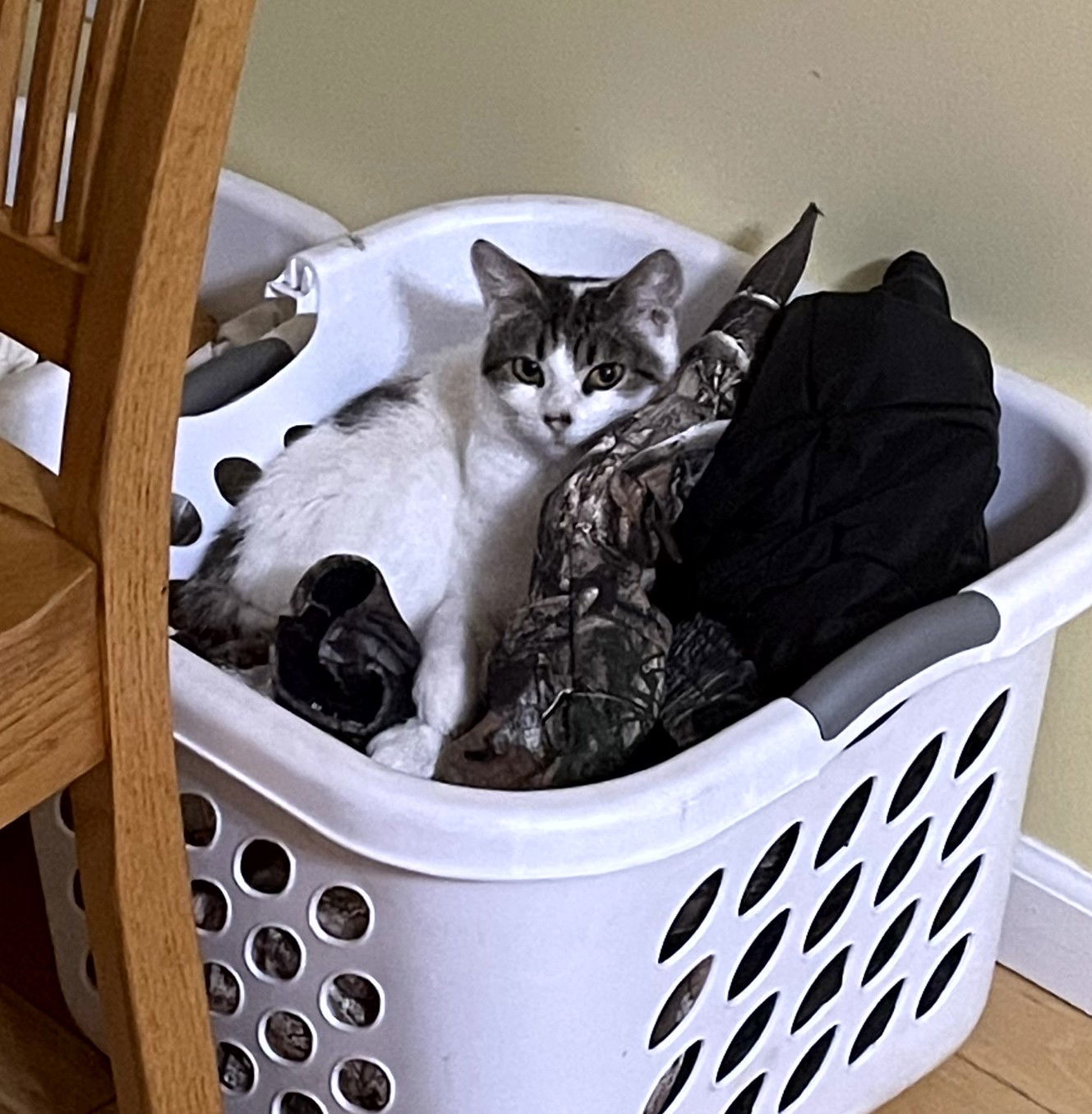 Sissy, an adoptable Domestic Short Hair, Tabby in Traverse City, MI, 49686 | Photo Image 1