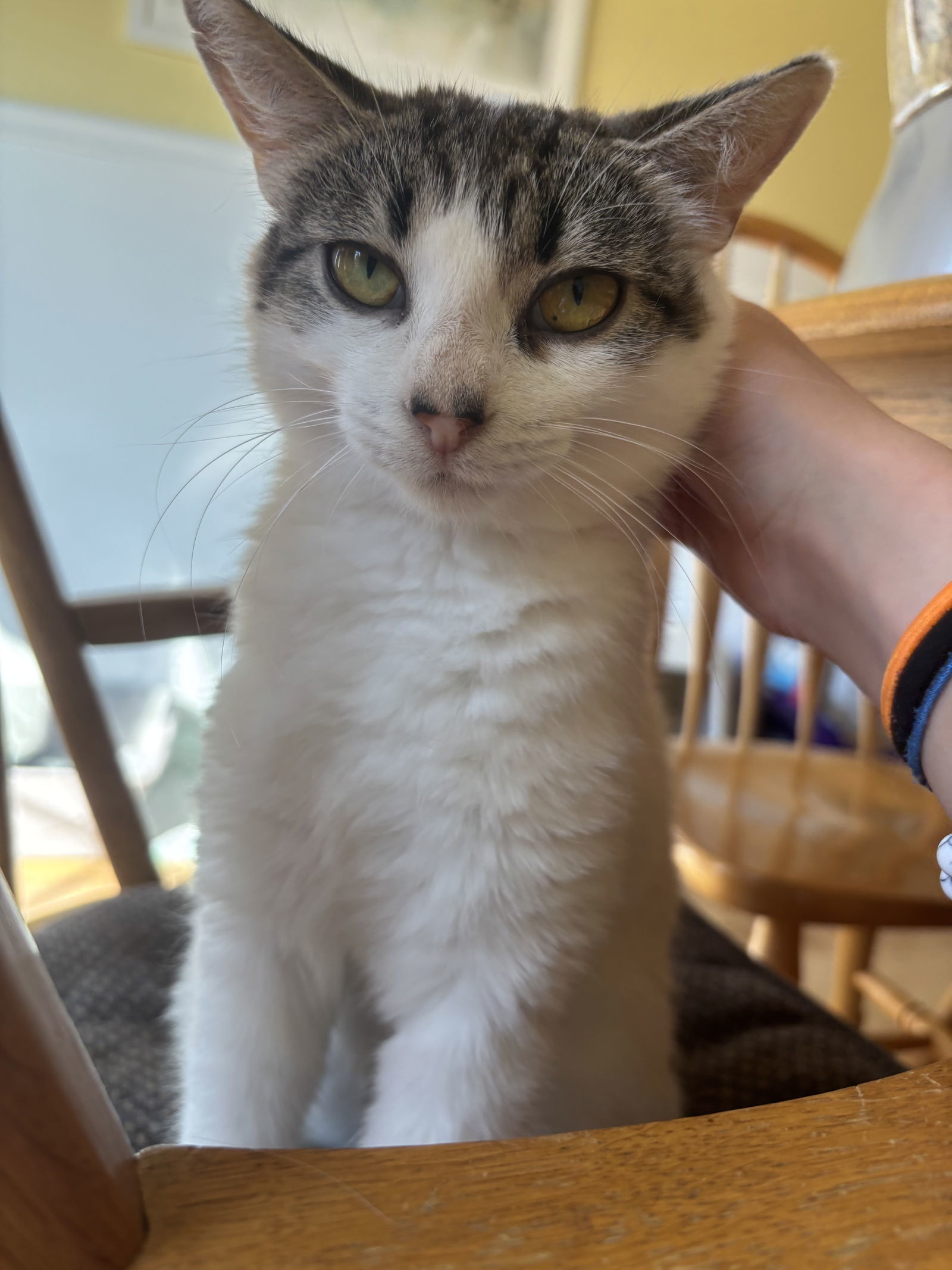 Sissy, an adoptable Domestic Short Hair, Tabby in Traverse City, MI, 49686 | Photo Image 3