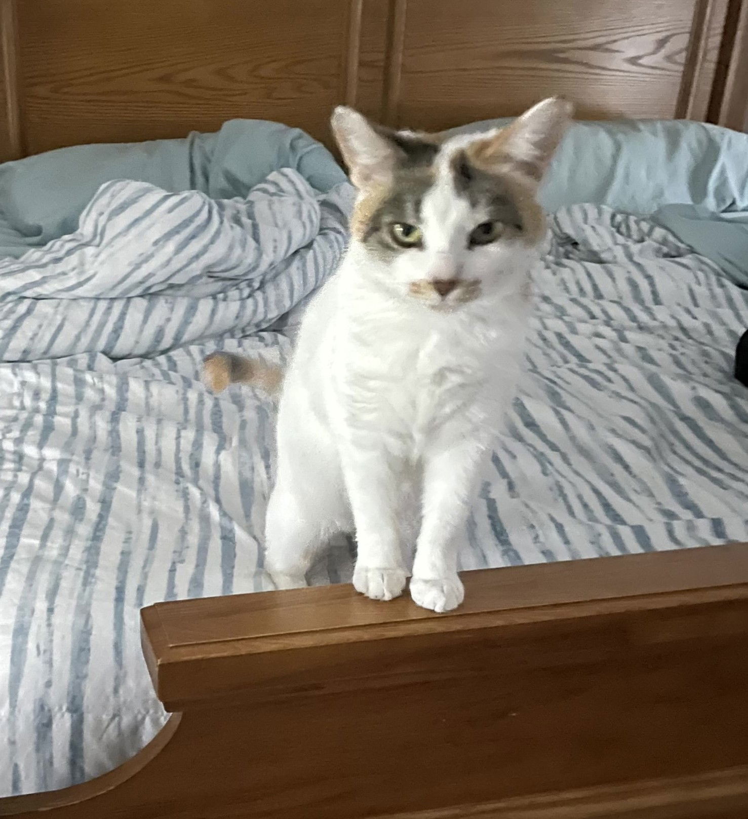 Lucy, an adoptable Domestic Short Hair in Traverse City, MI, 49686 | Photo Image 1