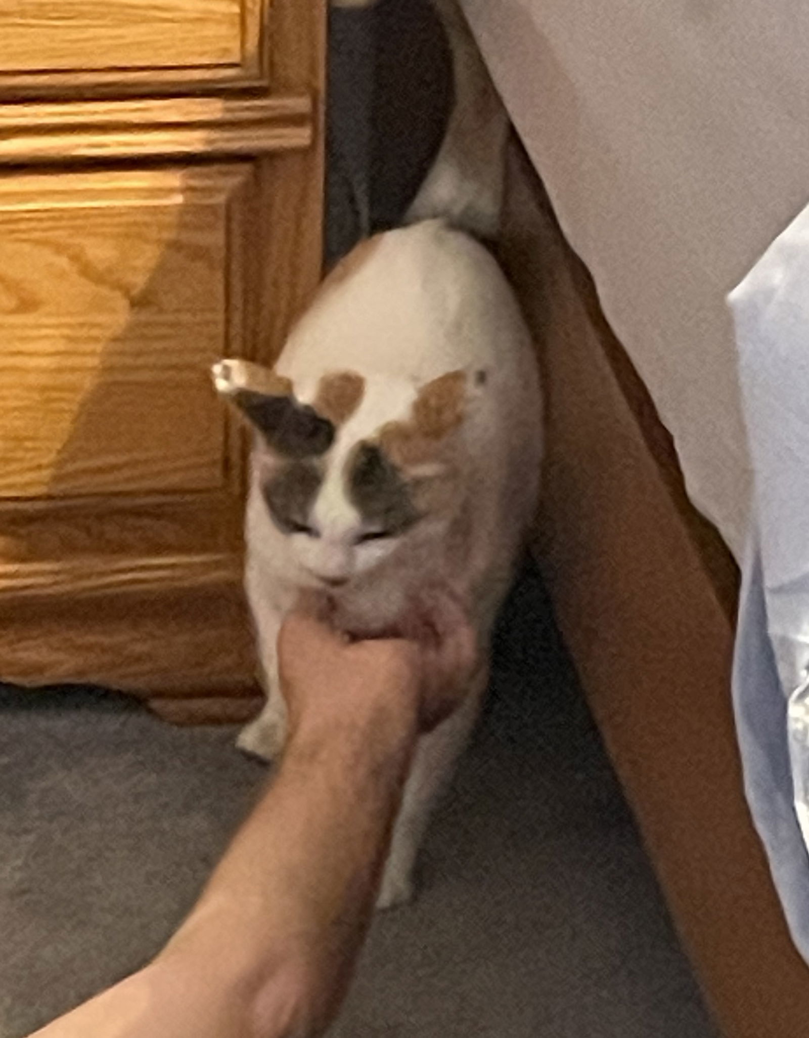 Lucy, an adoptable Domestic Short Hair in Traverse City, MI, 49686 | Photo Image 3