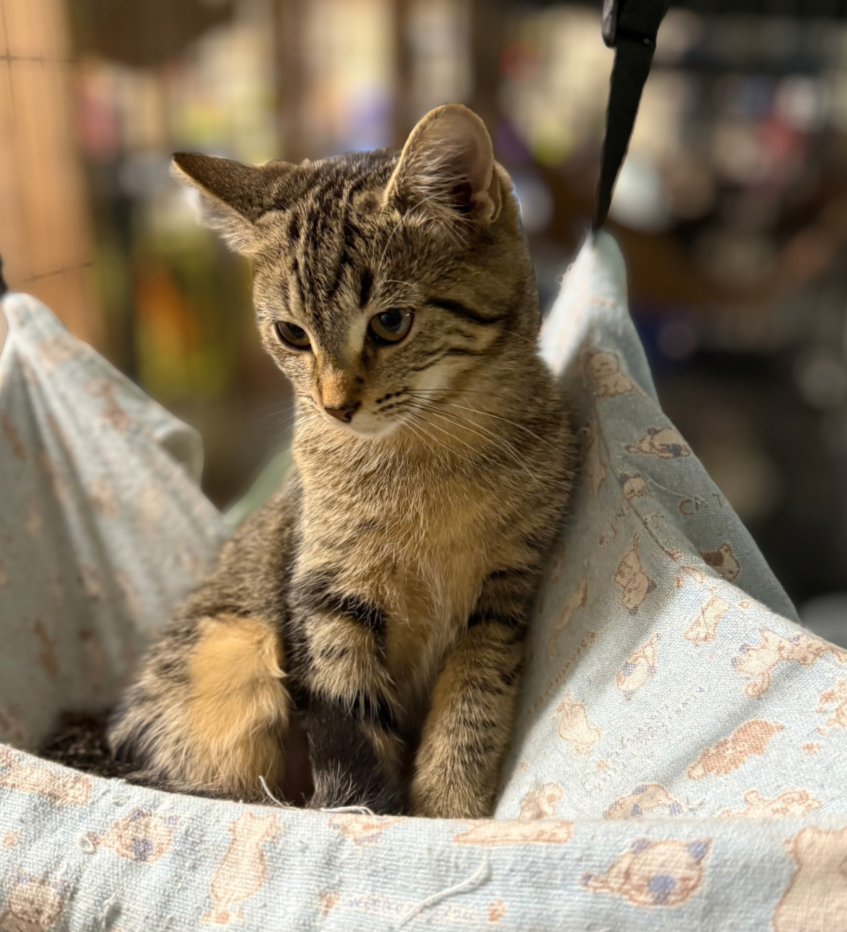 Ridge, an adoptable Domestic Short Hair, Tabby in Traverse City, MI, 49686 | Photo Image 1