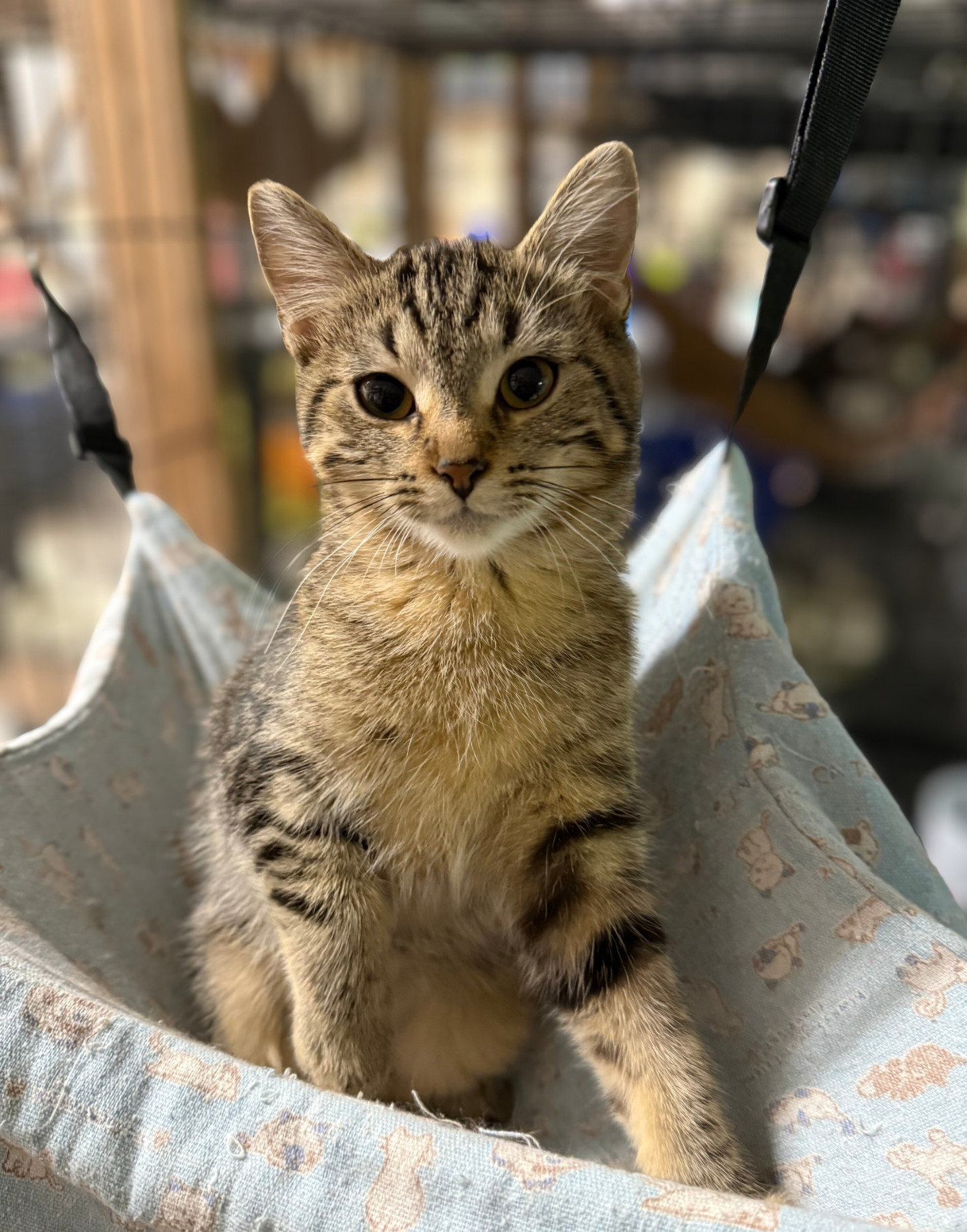 Ridge, an adoptable Domestic Short Hair, Tabby in Traverse City, MI, 49686 | Photo Image 3