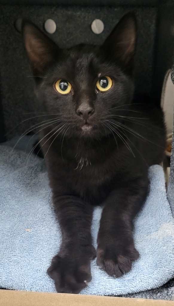 Binx, an adoptable Domestic Short Hair in Heber City, UT, 84032 | Photo Image 1