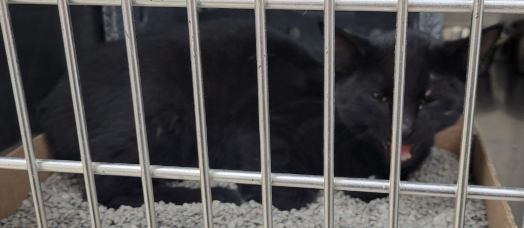 Binx, an adoptable Domestic Short Hair in Heber City, UT, 84032 | Photo Image 2