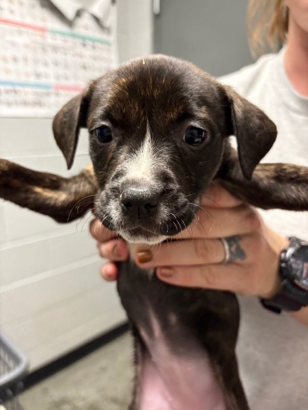 S Pup