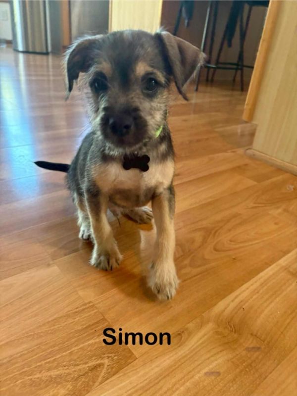 Simon