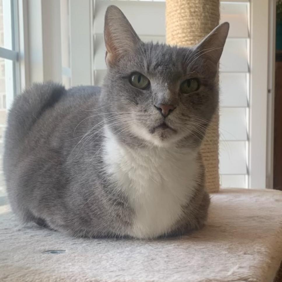 Sahara