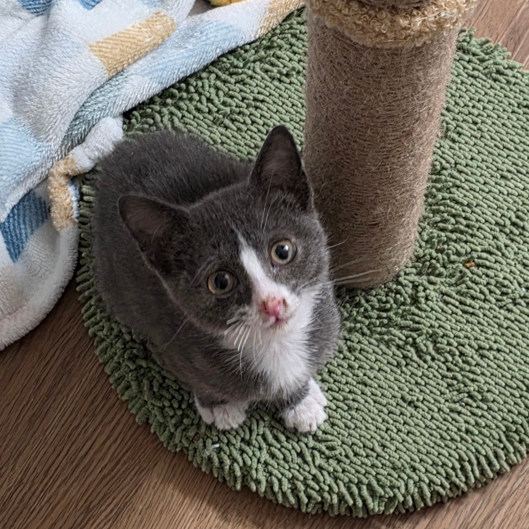 Bean and Rice Burrito