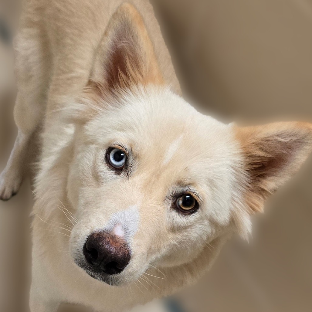 Maya, an adoptable Husky in Wickenburg, AZ, 85390 | Photo Image 1