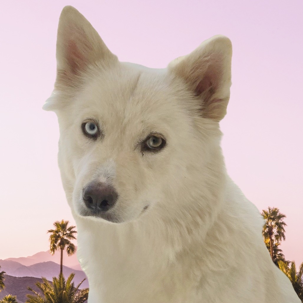 Maya, an adoptable Husky in Wickenburg, AZ, 85390 | Photo Image 2