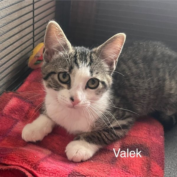 Valek