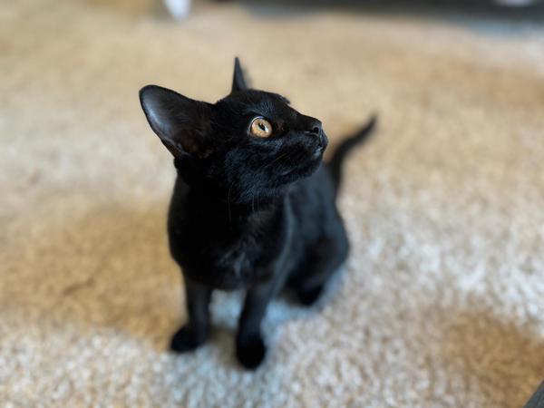 Lilly