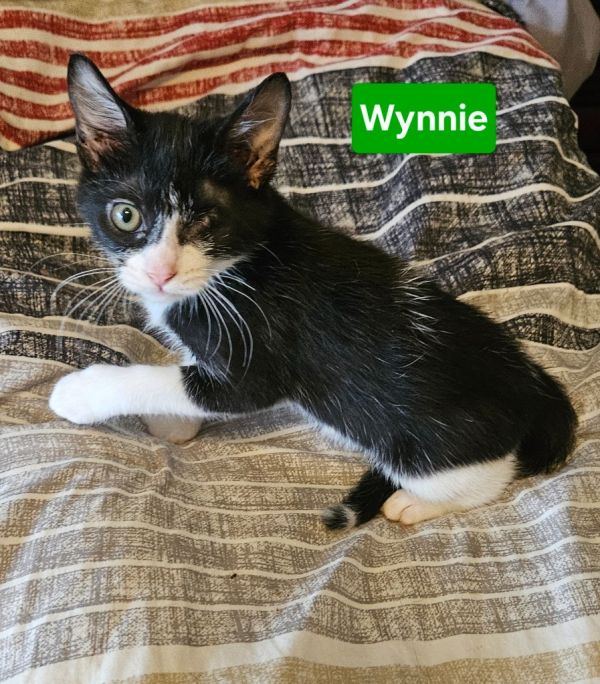 Wynnie photo 1