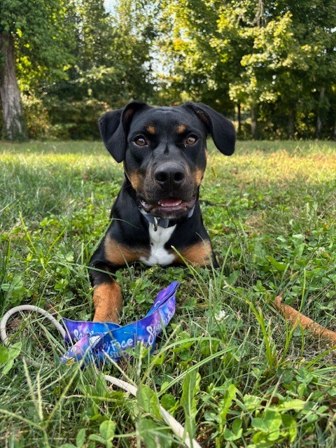 Diva
