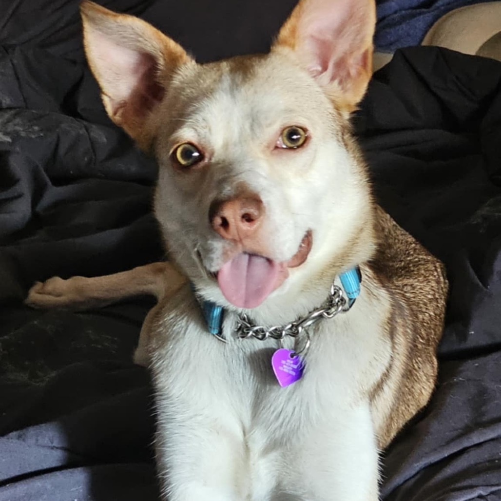 Bailey, an adoptable Mixed Breed in Bismarck, ND, 58507 | Photo Image 1