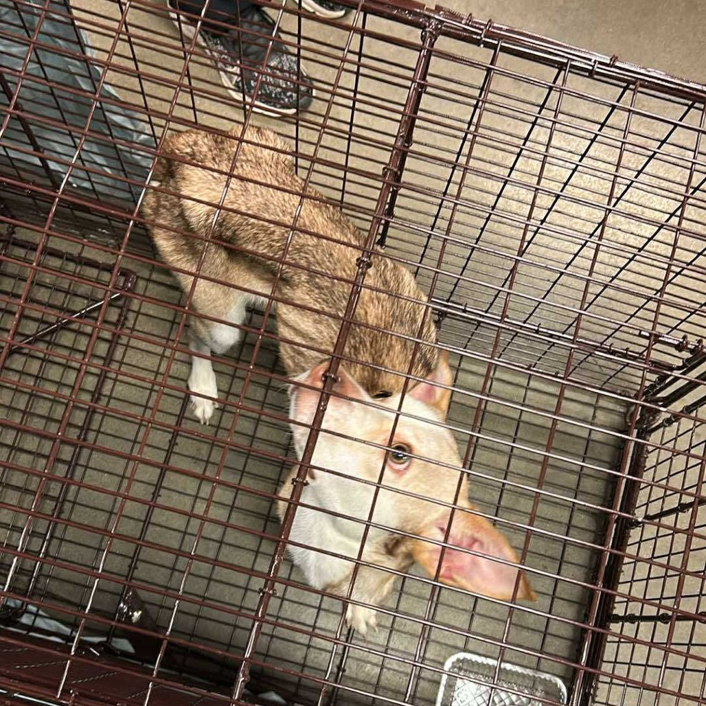 Bailey, an adoptable Mixed Breed in Bismarck, ND, 58507 | Photo Image 2