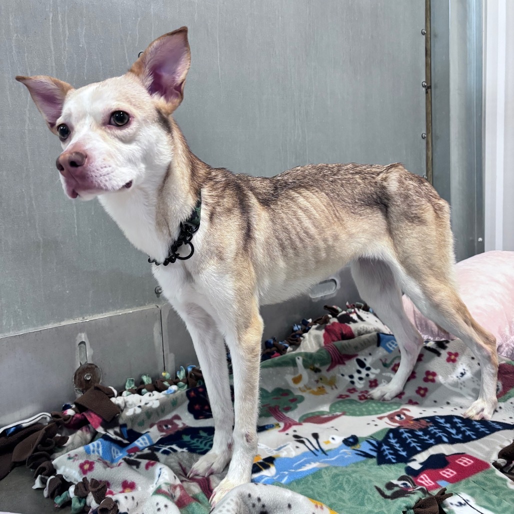 Bailey, an adoptable Mixed Breed in Bismarck, ND, 58507 | Photo Image 3