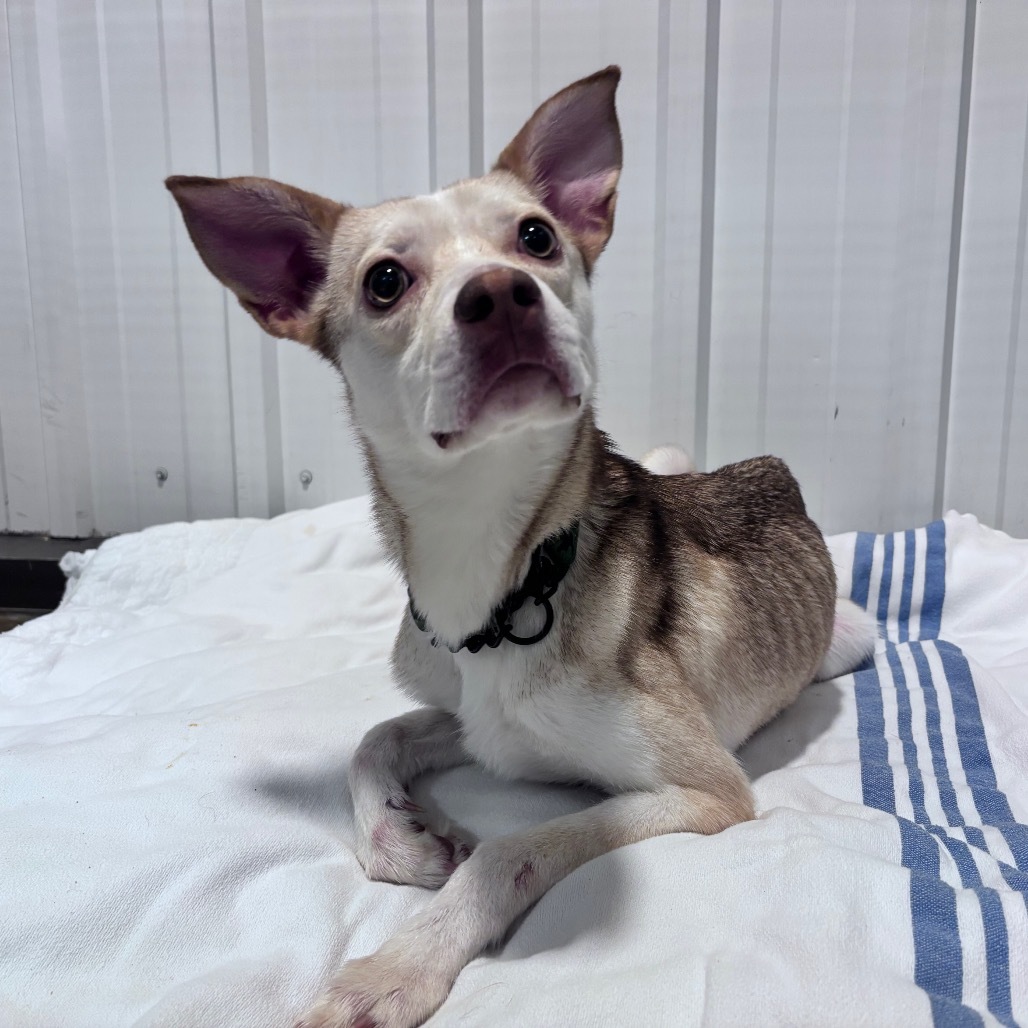 Bailey, an adoptable Mixed Breed in Bismarck, ND, 58507 | Photo Image 4