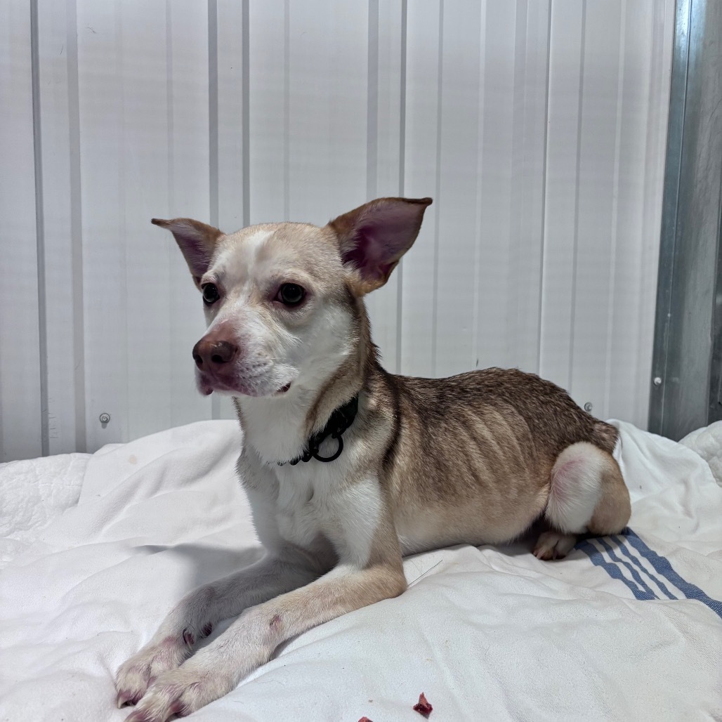 Bailey, an adoptable Mixed Breed in Bismarck, ND, 58507 | Photo Image 5