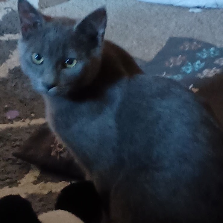 Sausage, an adoptable Domestic Short Hair in Bismarck, ND, 58507 | Photo Image 1