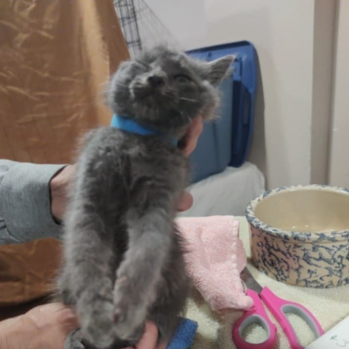 Sausage, an adoptable Domestic Short Hair in Bismarck, ND, 58507 | Photo Image 2