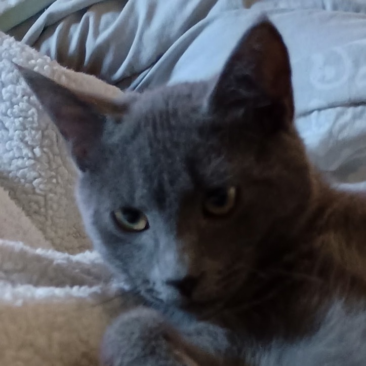 Sausage, an adoptable Domestic Short Hair in Bismarck, ND, 58507 | Photo Image 3