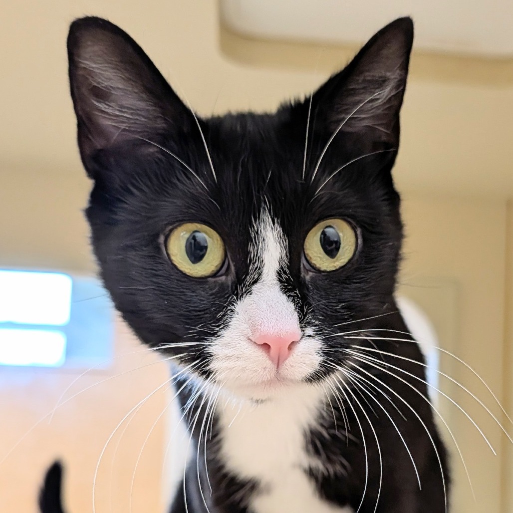 Pogo, an adoptable Domestic Short Hair in Thomaston, ME, 04861 | Photo Image 1