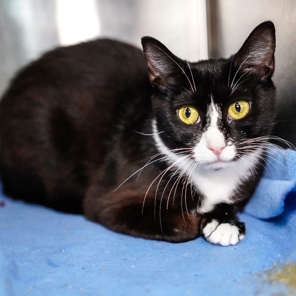 Pogo, an adoptable Domestic Short Hair in Thomaston, ME, 04861 | Photo Image 2