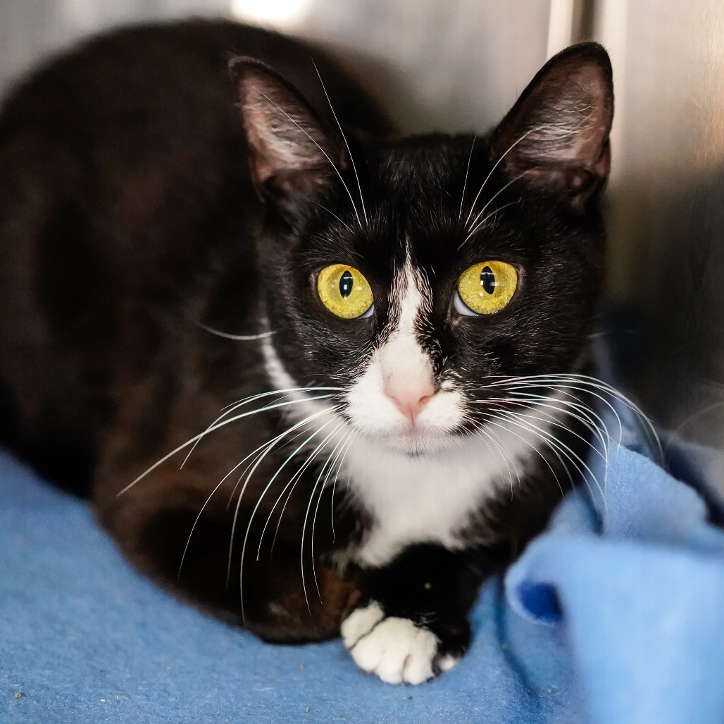 Pogo, an adoptable Domestic Short Hair in Thomaston, ME, 04861 | Photo Image 3