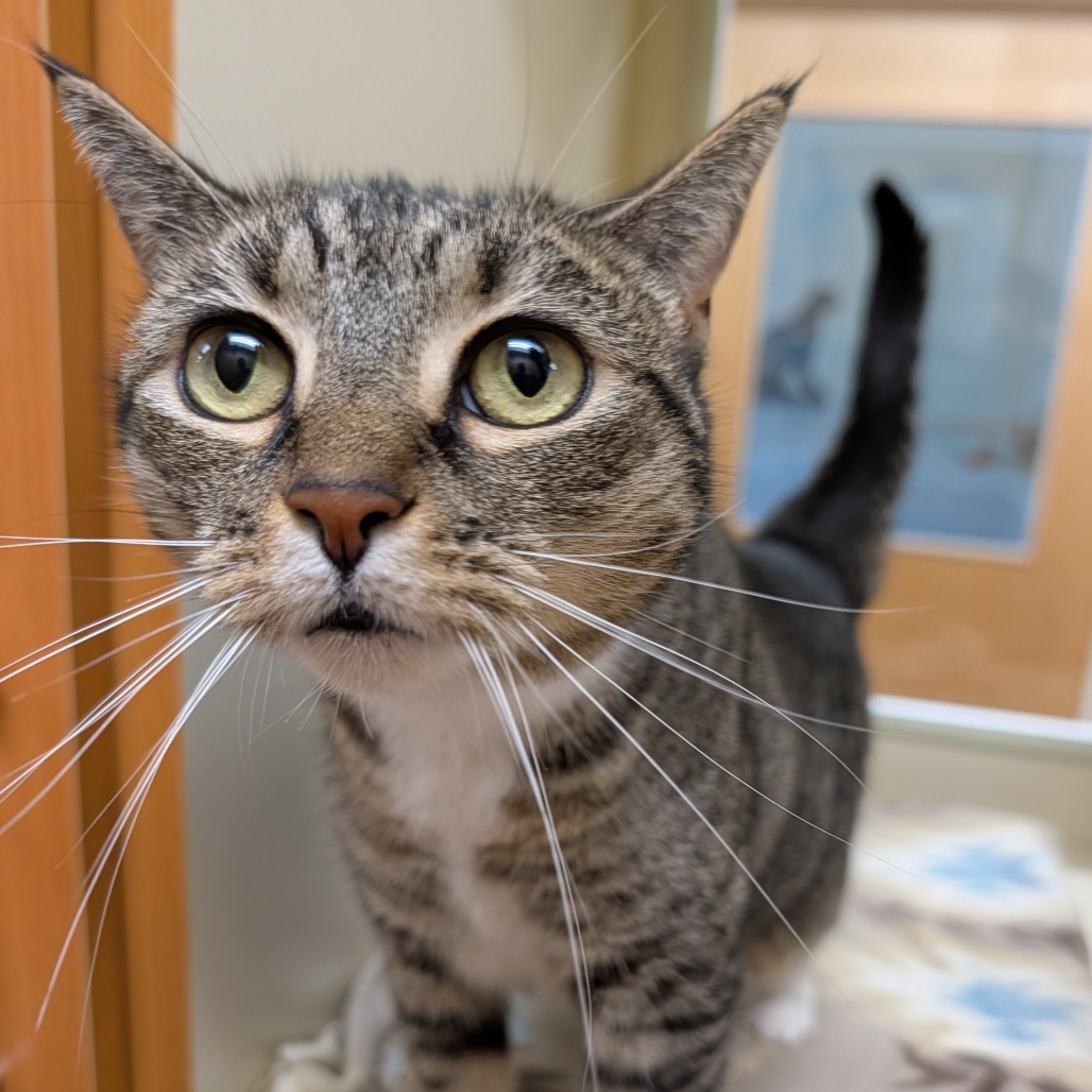 Hazel, an adoptable Domestic Short Hair in Thomaston, ME, 04861 | Photo Image 1