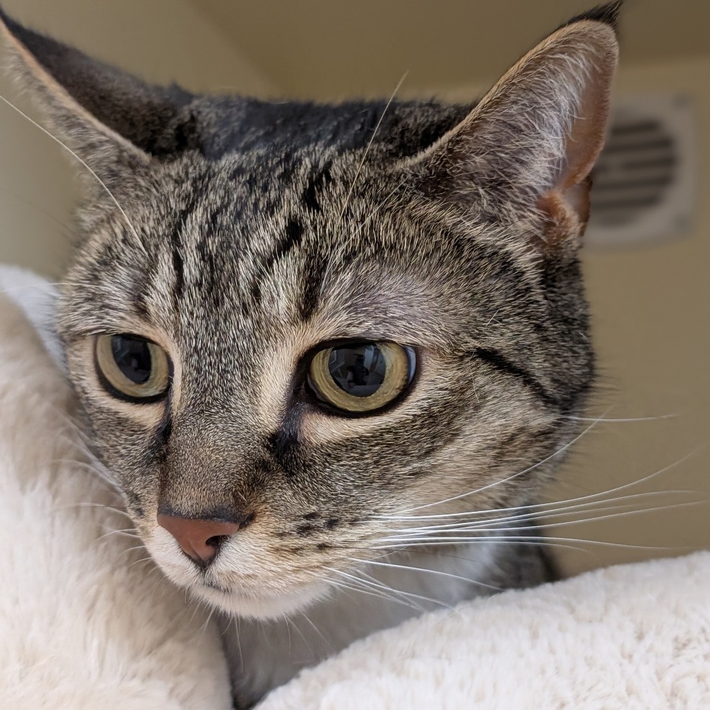 Hazel, an adoptable Domestic Short Hair in Thomaston, ME, 04861 | Photo Image 2