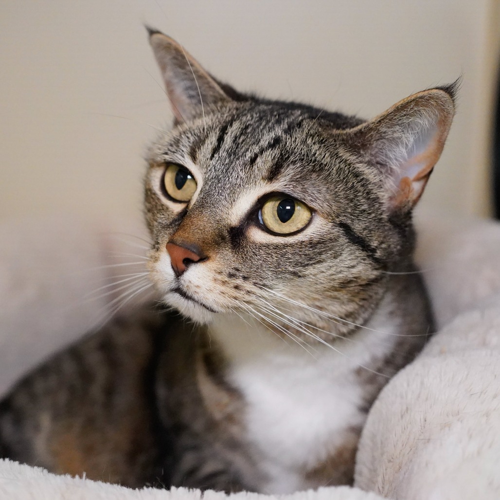 Hazel, an adoptable Domestic Short Hair in Thomaston, ME, 04861 | Photo Image 3