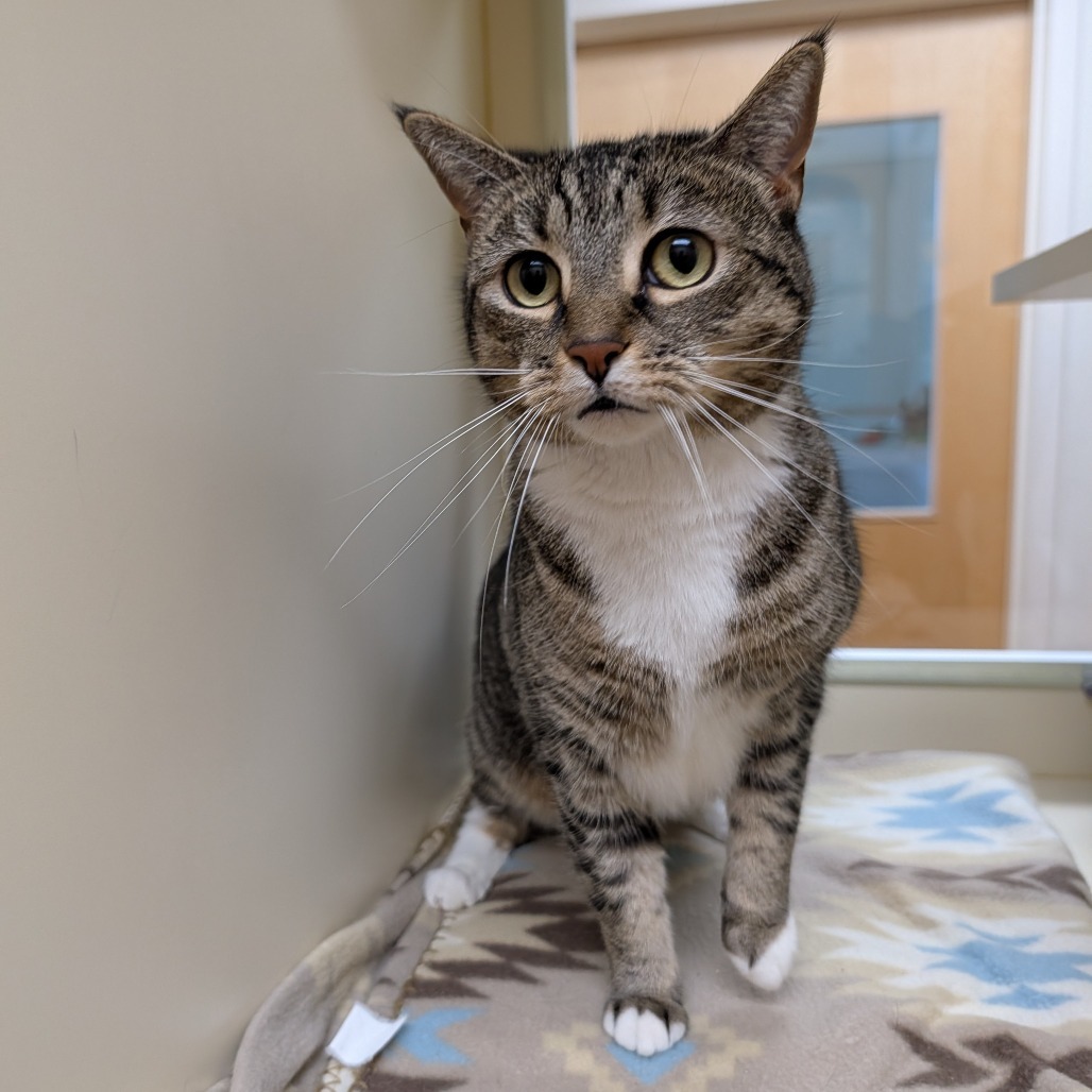 Hazel, an adoptable Domestic Short Hair in Thomaston, ME, 04861 | Photo Image 4