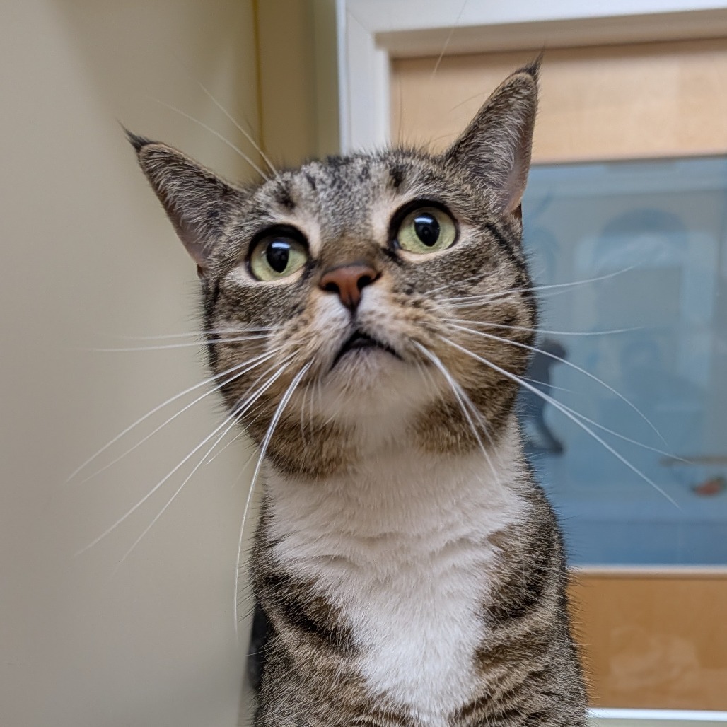 Hazel, an adoptable Domestic Short Hair in Thomaston, ME, 04861 | Photo Image 5