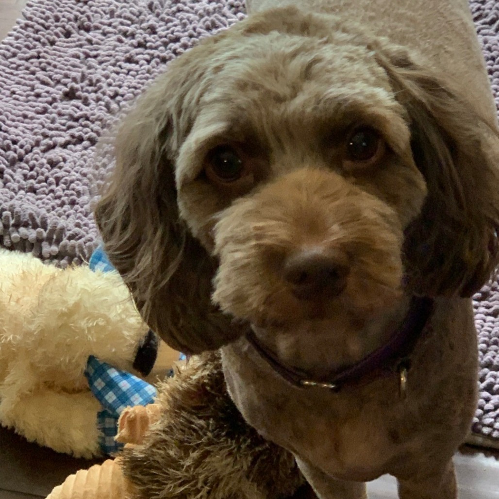 Lucy, an adoptable Cockapoo in Bessemer, AL, 35022 | Photo Image 1