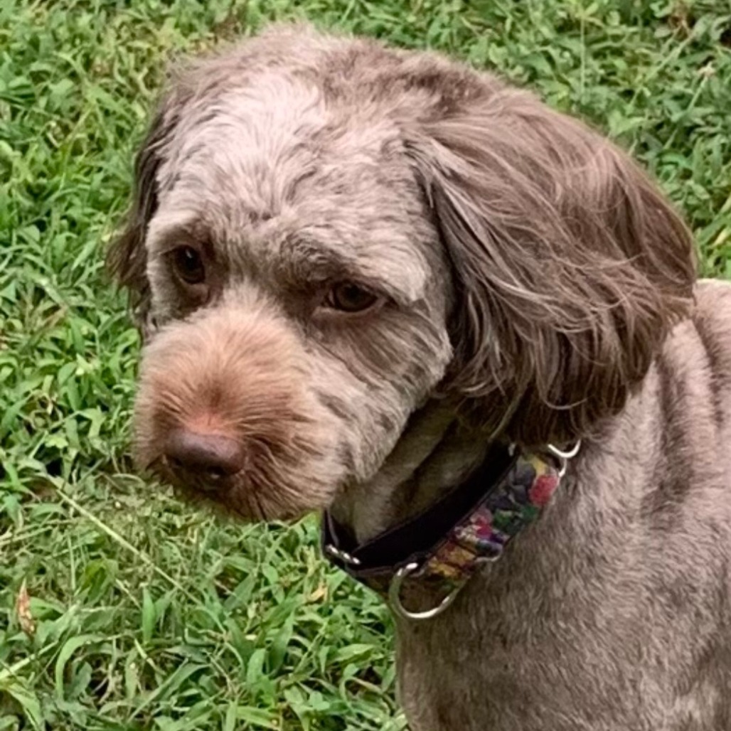Lucy, an adoptable Cockapoo in Bessemer, AL, 35022 | Photo Image 3