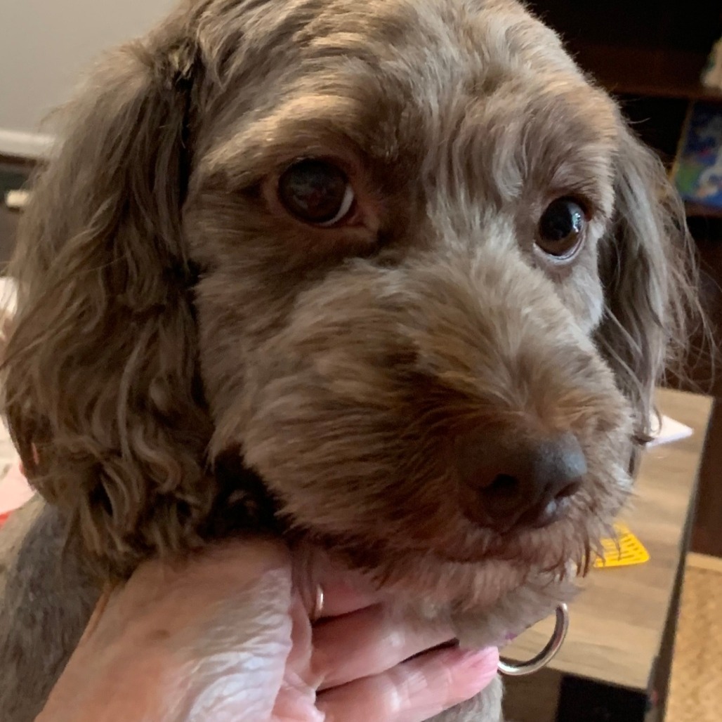 Lucy, an adoptable Cockapoo in Bessemer, AL, 35022 | Photo Image 5
