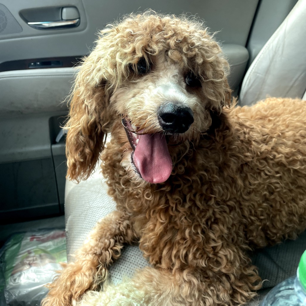 Mini Pearl, an adoptable Cockapoo in Bessemer, AL, 35022 | Photo Image 3